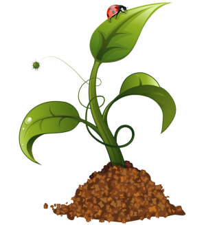 a sprouting seedling 